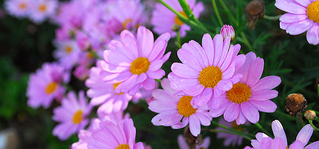 Garden Flowers at The Old Vicarage Care Home in Northamptonshire Garden Flowers at The Old Vicarage Care Home in Northamptonshire